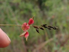 Indigofera placida