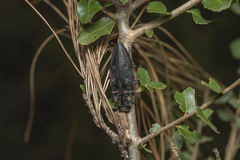 Chalcophora detrita