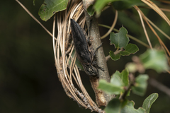 Chalcophora detrita