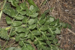 Opopanax hispidus