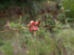 Indigofera placida