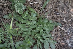 Opopanax hispidus