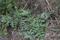 Opopanax hispidus