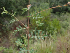 Indigofera placida