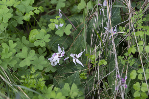 Cyclamen persicum