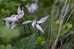Violeta de Persia (Cyclamen persicum) · NaturaLista Mexico
