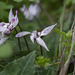Persian Cyclamen - Photo (c) Eleftherios Katsillis, some rights reserved (CC BY)