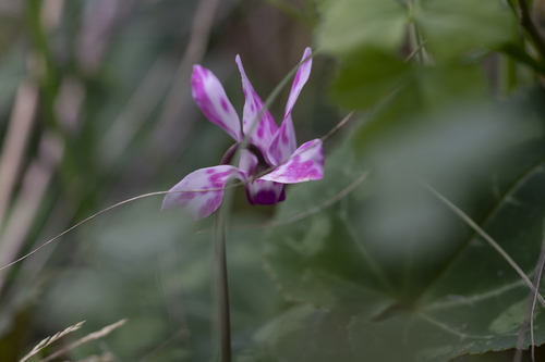 Cyclamen persicum