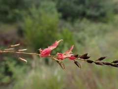 Indigofera placida