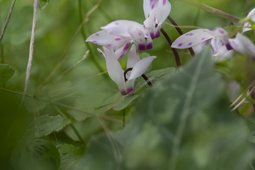 Cyclamen persicum