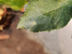 Bijoaraneus mitificus