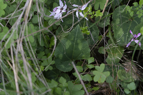 Cyclamen persicum