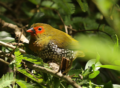 Mandingoa nitidula nitidula