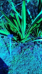 Furcraea andina