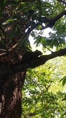 Sciuridae