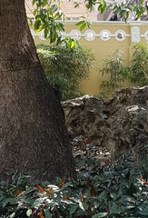 Sciuridae