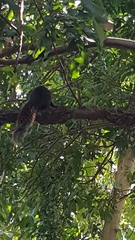 Sciuridae
