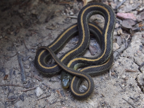 Photo of a Santa Cruz Garter Snake (Thamnophis atratus)