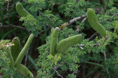 Vachellia hebeclada hebeclada