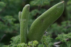 Vachellia hebeclada hebeclada