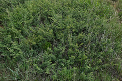 Vachellia hebeclada hebeclada