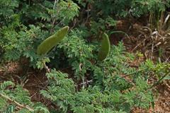 Vachellia hebeclada hebeclada