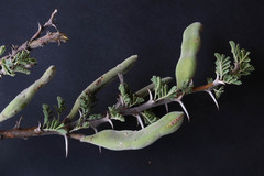 Vachellia hebeclada hebeclada