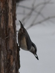 Sitta europaea asiatica