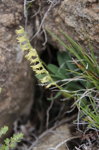 Image of Lesotho Hair Orchid (Holothrix incurva) by (c) Tony Rebelo, some rights reserved (CC BY-SA)