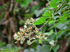 Rubus pyrifolius