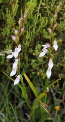 Brownleea recurvata