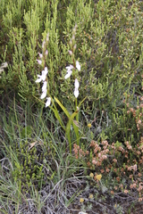 Brownleea recurvata