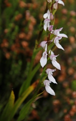 Brownleea recurvata
