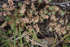 Psammotropha mucronata mucronata