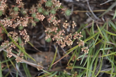 Psammotropha mucronata mucronata