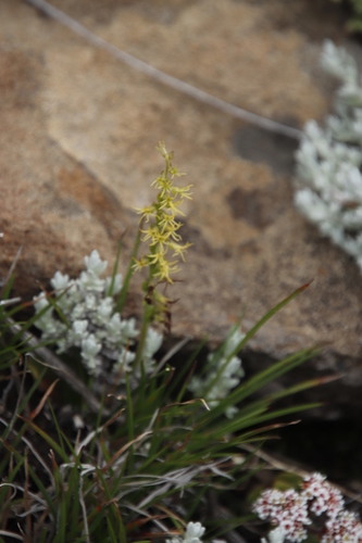 Image of Lesotho Hair Orchid (Holothrix incurva) by (c) Tony Rebelo, some rights reserved (CC BY-SA)