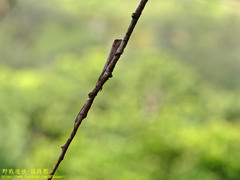 Diploderma polygonatum xanthostomum