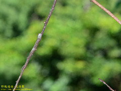 Diploderma polygonatum xanthostomum