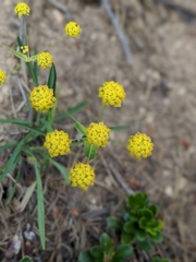 Bupleurum ranunculoides