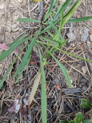 Bupleurum ranunculoides