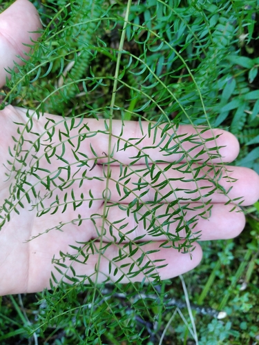 Coriaria angustissima (Coriaria angustissima)