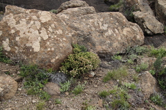Crassula sarcocaulis