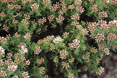 Crassula sarcocaulis