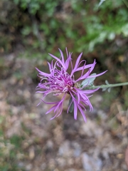 Centaurea paniculata