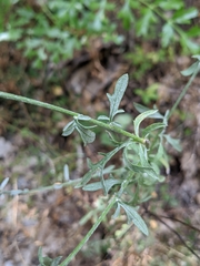 Centaurea paniculata