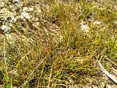 Juncus novae-zelandiae