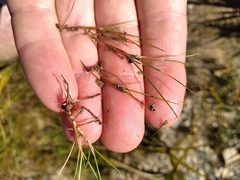 Juncus novae-zelandiae