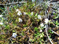 Euphrasia australis