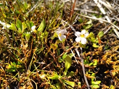 Euphrasia australis