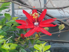 Passiflora coccinea